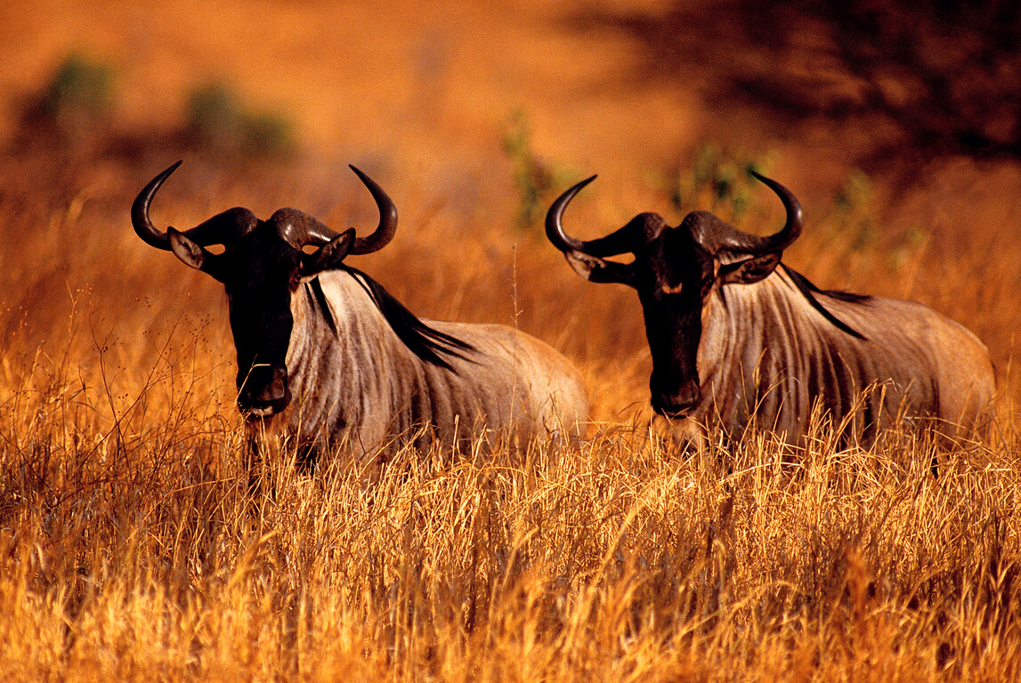 Wildebeests in plains , Tarangire National Park , Tanzania