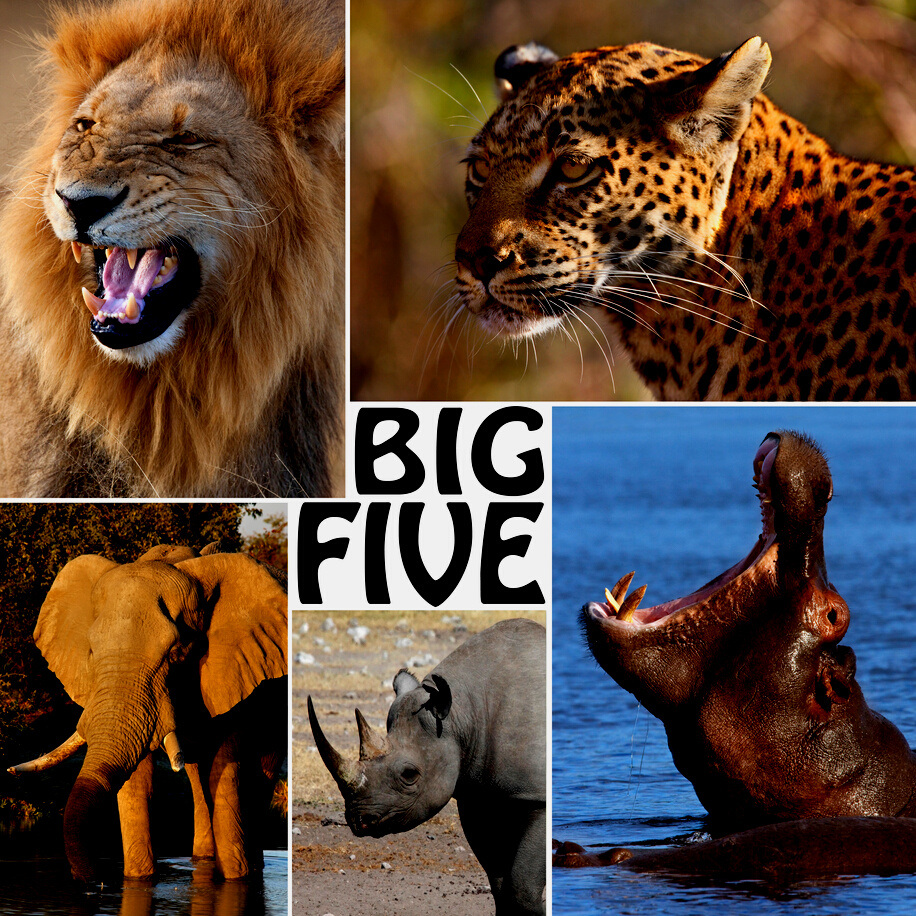 African Safari - The Big Five