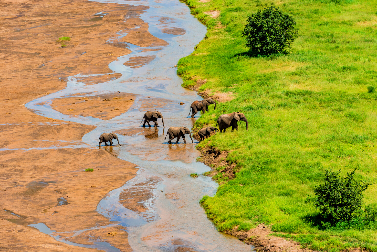 African elephants and the Tarangire River in the Tarangire National Park in Tanzania