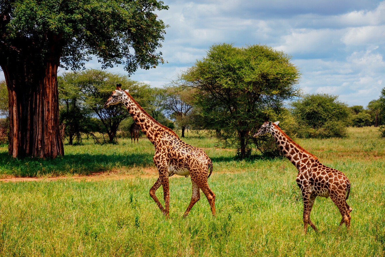 Giraffes In Tarangire National Park