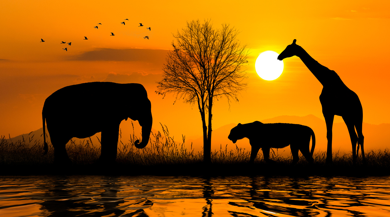 Silhouette of African Savannah Animals