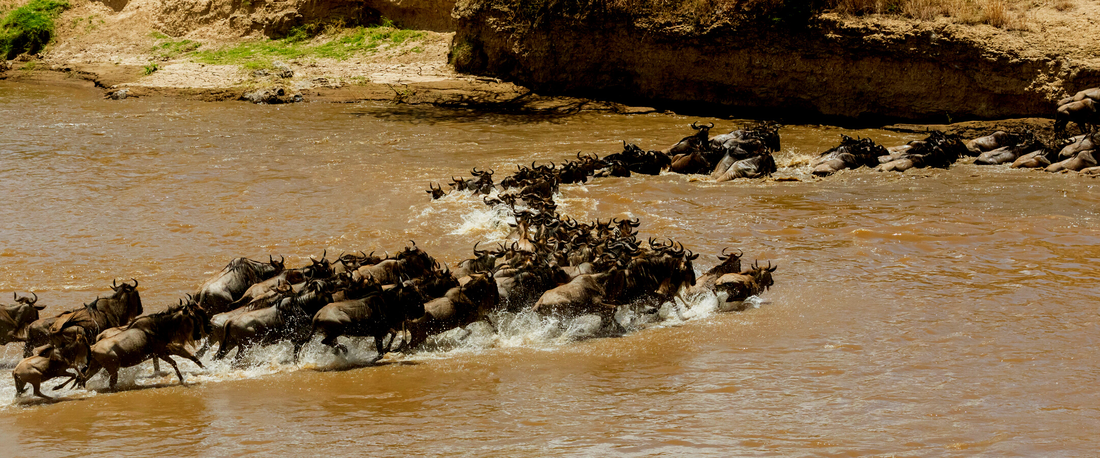 wild beast migration in Serengeti