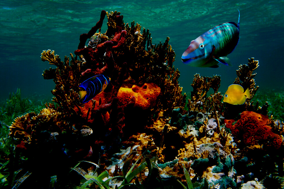 Colorful tropical marine life underwater ocean
