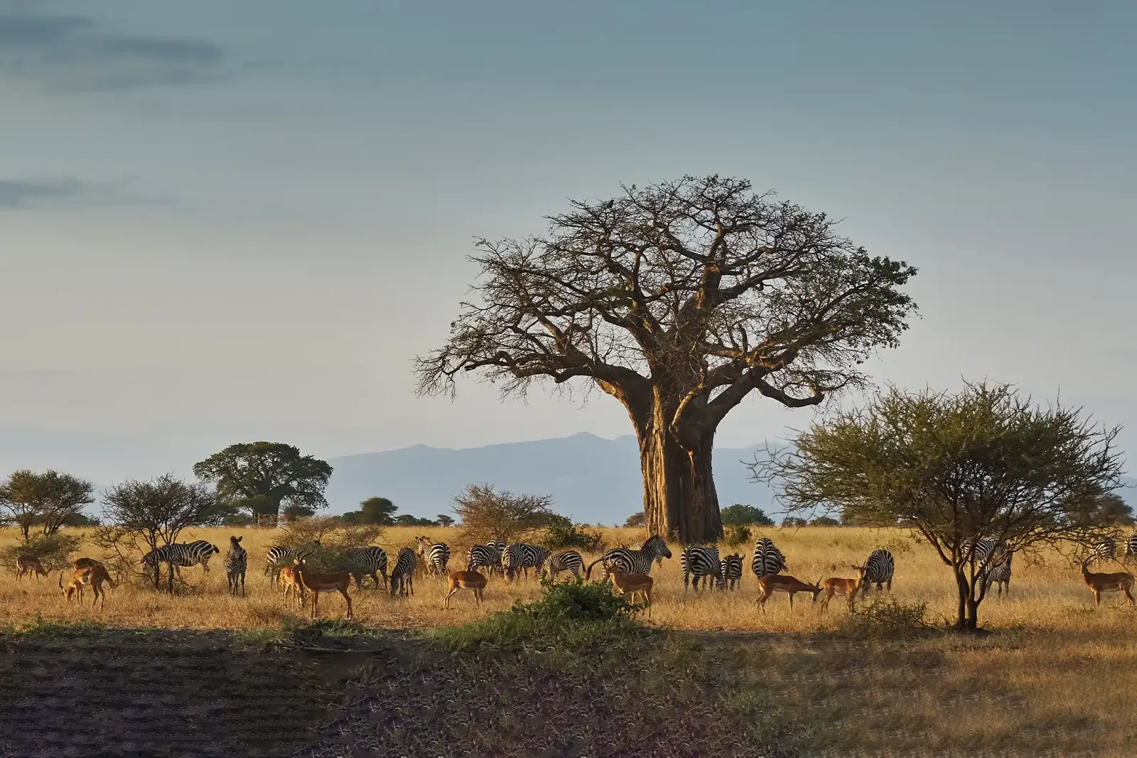 A Guide to Tanzania Safari Prices