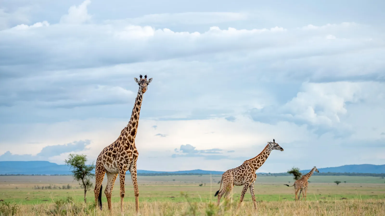 Mandatory Travel Insurance for Tanzania: NIC and ZIC Explained
