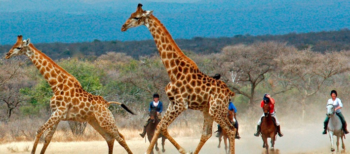 Horseback Safaris