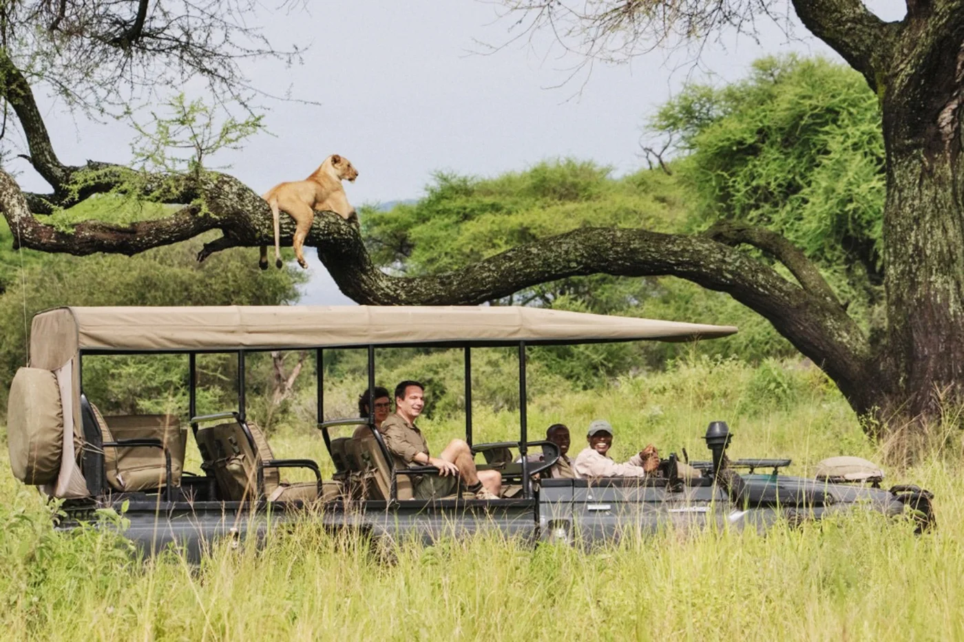 Big Cats & the Wild South