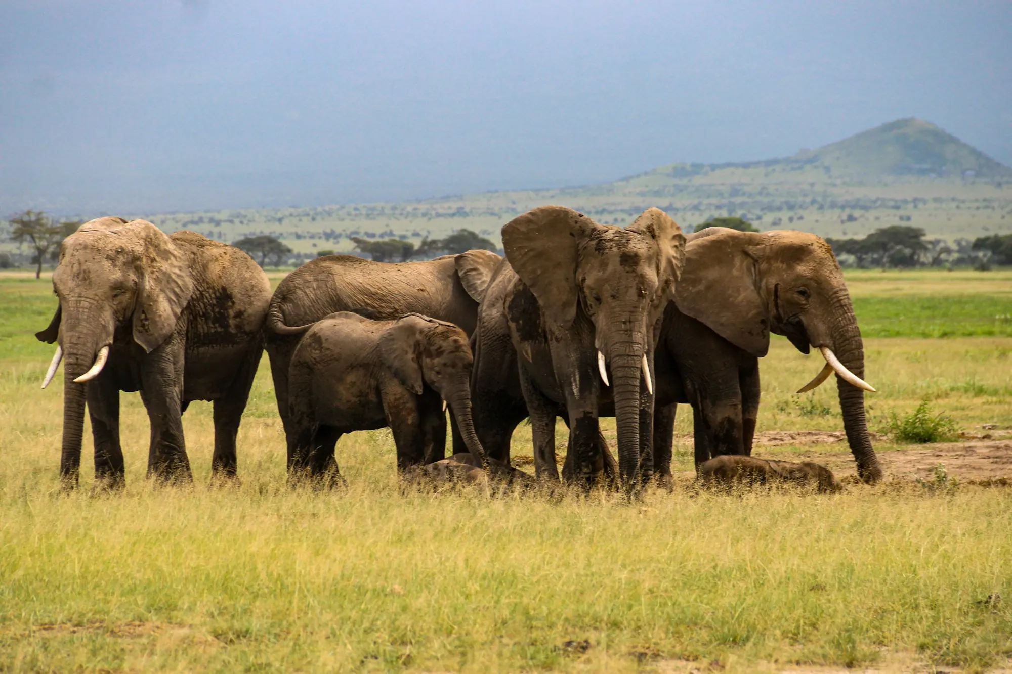 Amboseli National Park