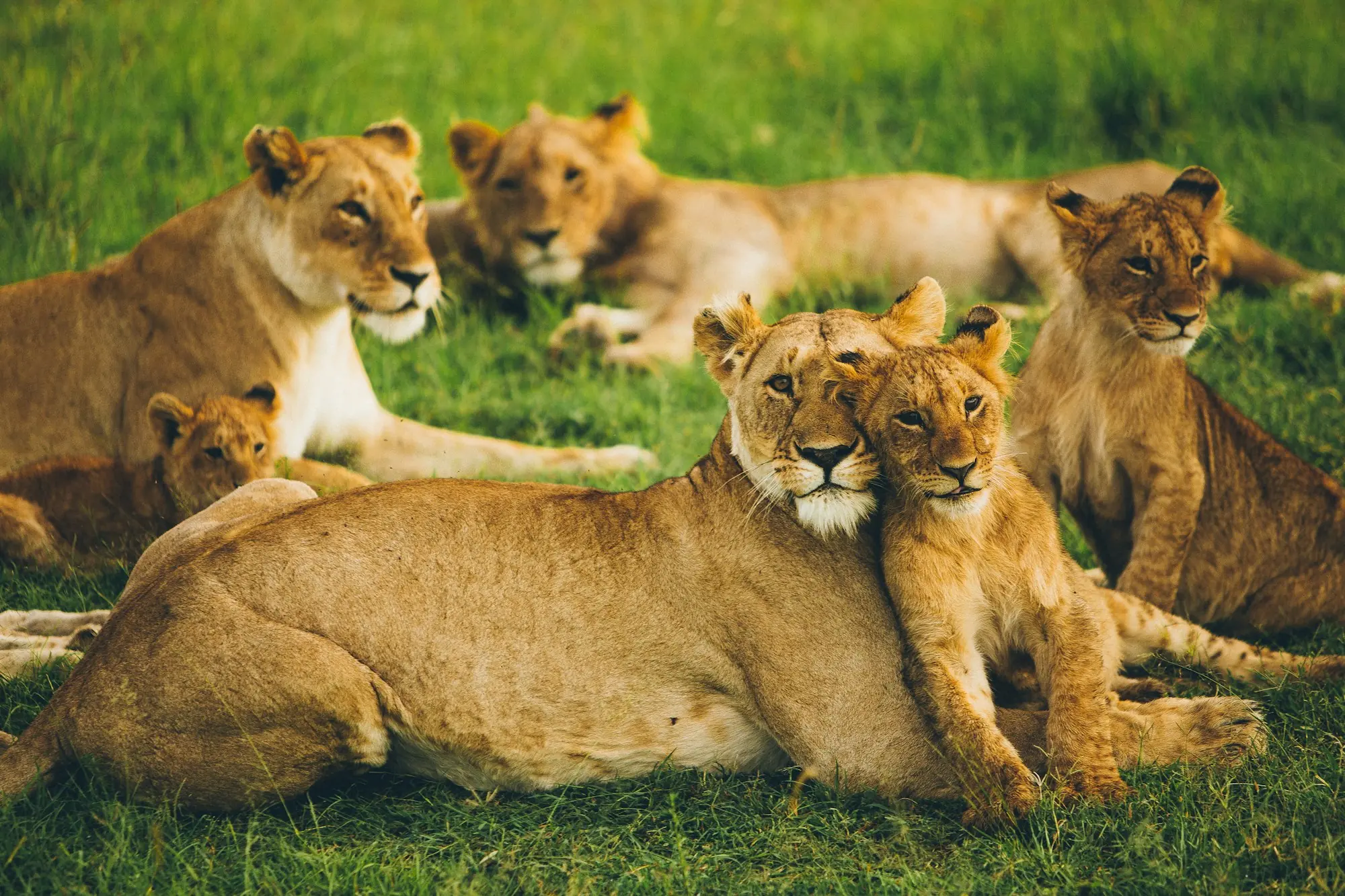 Masai Mara National Reserve