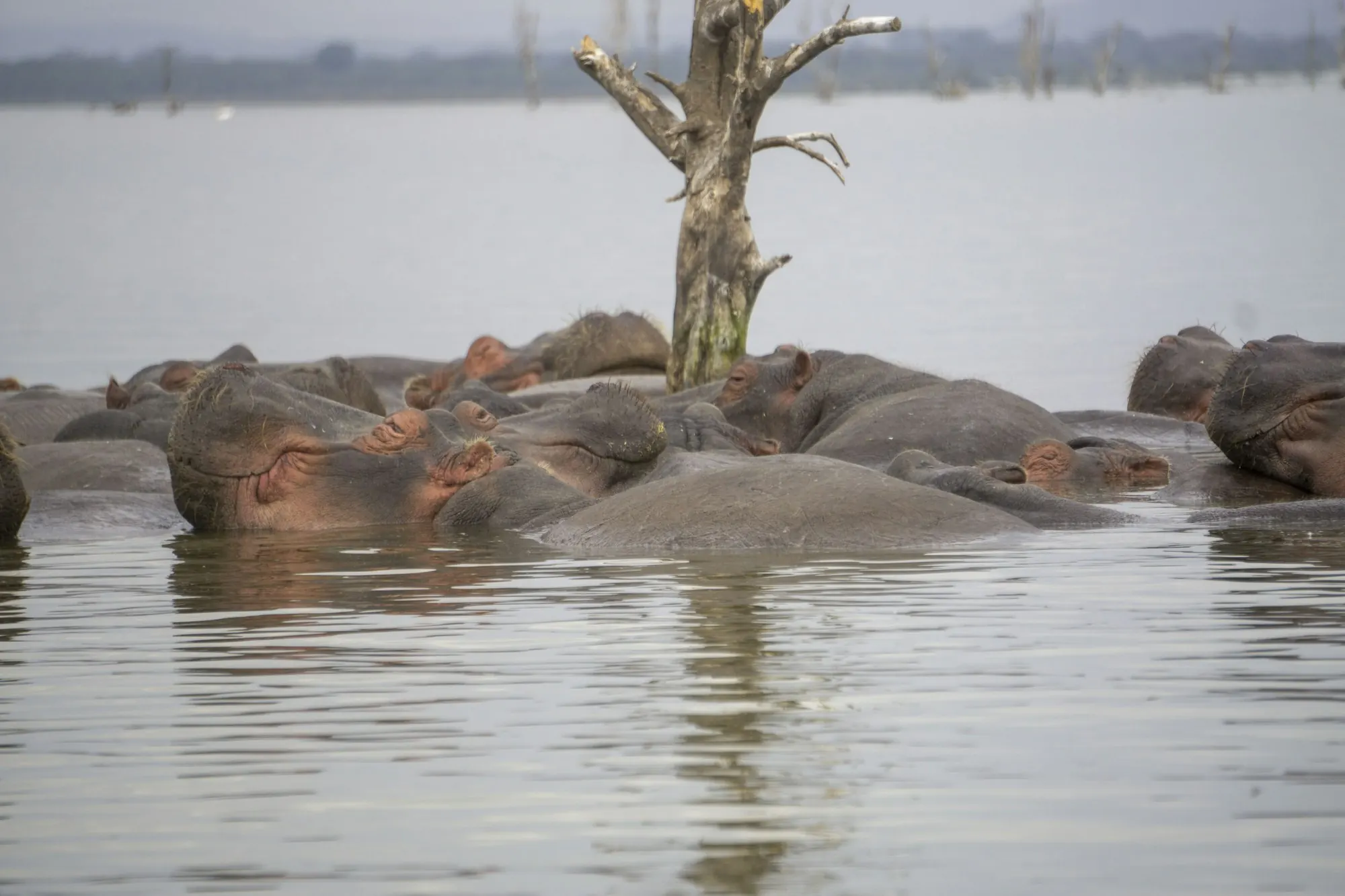 Lake Naivasha