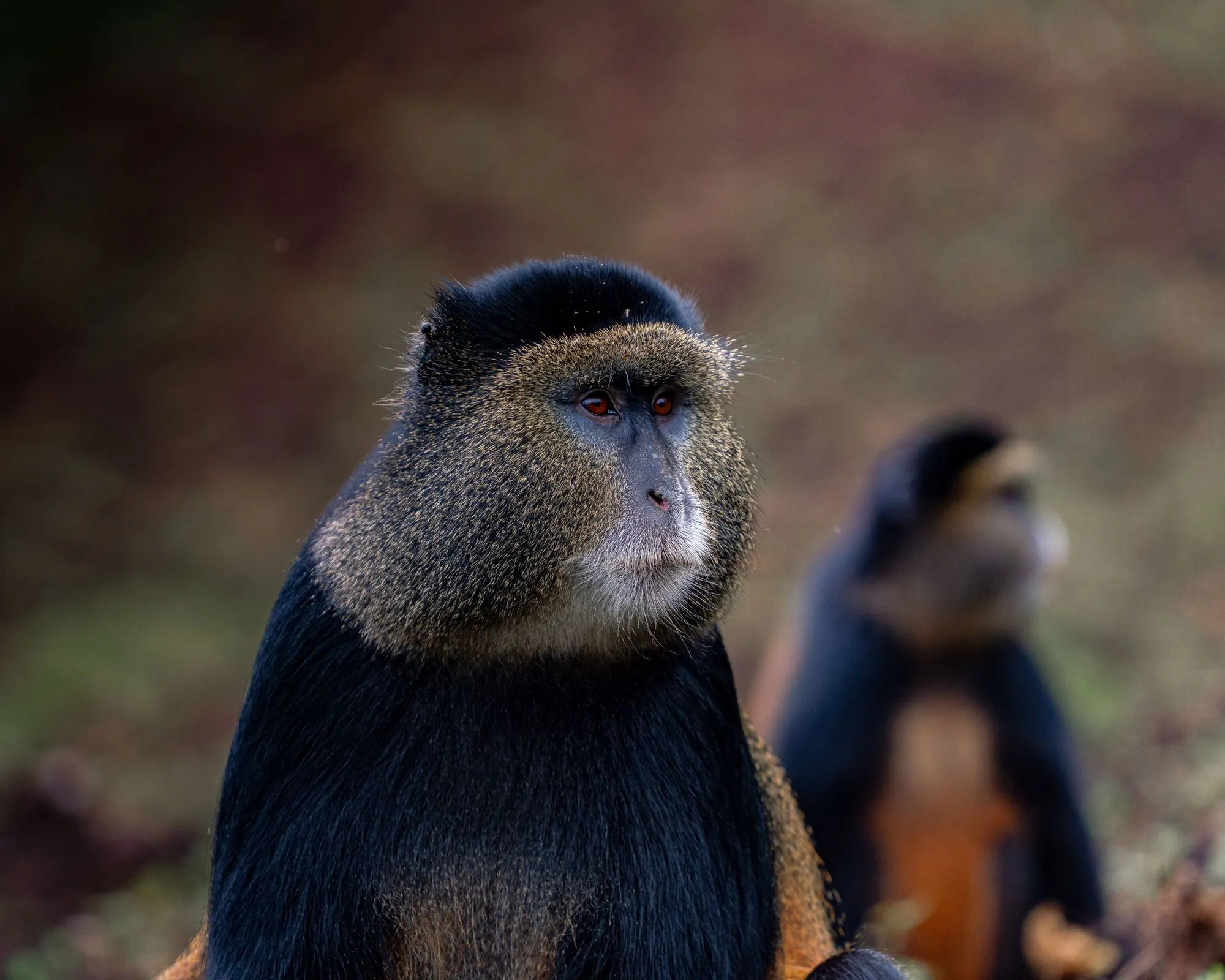 Golden Monkeys & Kigali