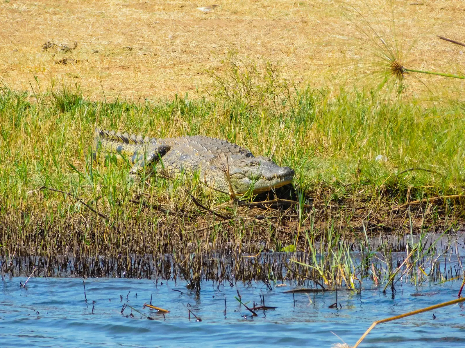 Akagera National Park